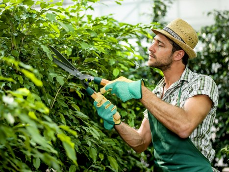 Professional garden care and hedge trimming in Colney Hatch