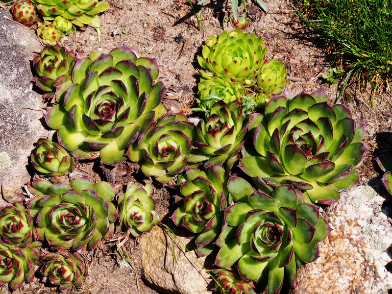 garden Planting