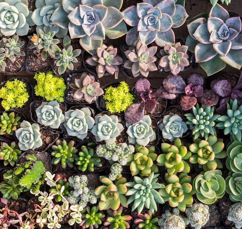 garden landscaping landscape design