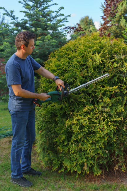 A man wearing a navy blue t-shirt, jeans, and black shoes is trimming a large, dense, yellow-green shrub with hedge shears in a well-maintained garden. The shrub is situated in a landscaped area with