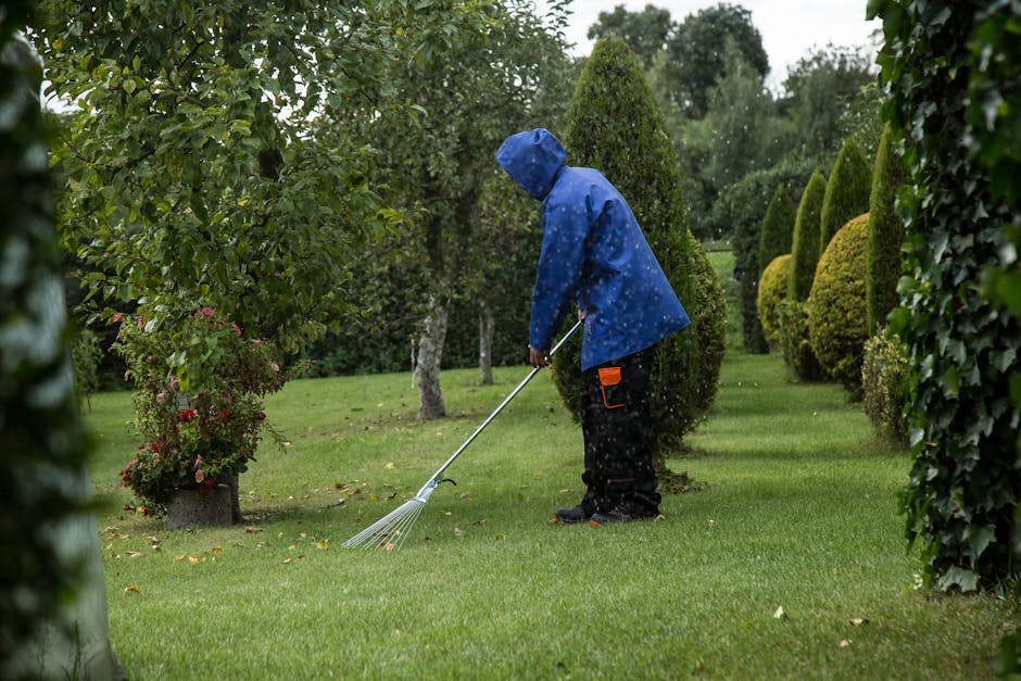 A man wearing a navy blue t-shirt, jeans, and black shoes is trimming a large, dense, yellow-green shrub with hedge shears in a well-maintained garden. The shrub is situated in a landscaped area with