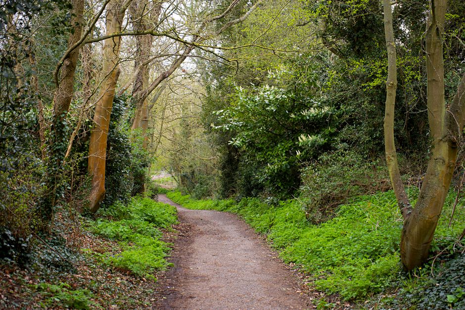 A narrow, winding dirt pathway through a lush, green woodland area, surrounded by tall trees with smooth, light brown bark and dense foliage. The ground along the path is slightly damp with a mixture 