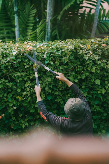 A gardener, dressed in a dark long-sleeved top and a grey cap, is trimming a dense, leafy green hedge using long-handled shears in a well-maintained garden. The hedge is composed of small, glossy leav